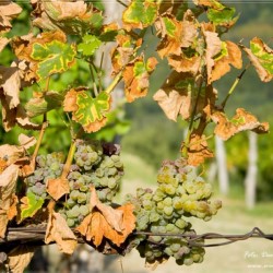 Esca - kap vinske trte